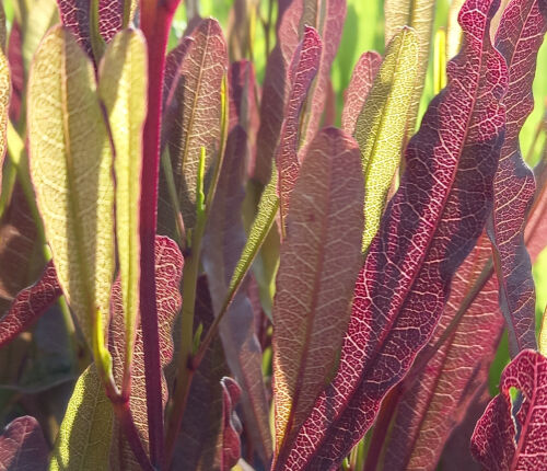 Plant List. 